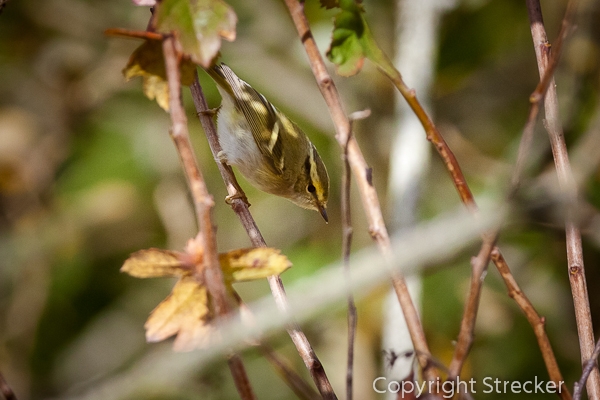 _MG_6421.jpg
